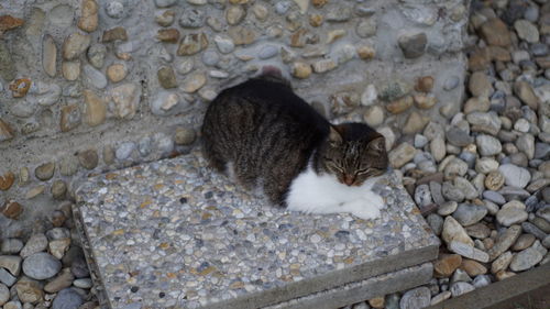 High angle view of a cat on stone wall