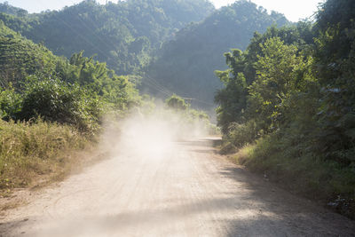 Road amidst trees and plants