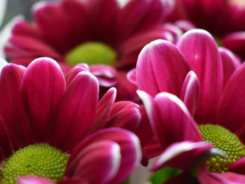 Close-up of pink flowers