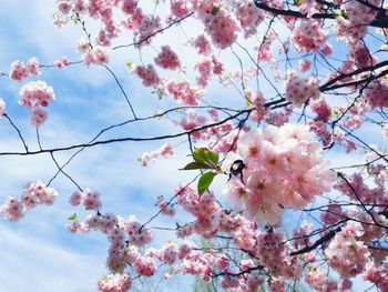 Low angle view of apple blossoms in spring