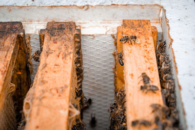 Close-up of insect on wood