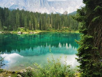 Scenic view of lake amidst trees in forest