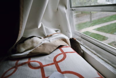 High angle view of fancy rats on bed by window