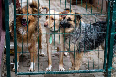 Dogs waiting for adoption in animal shelter. homeless dogs in the shelter. stray animals concept.