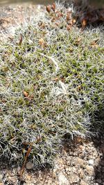 High angle view of plants growing on field