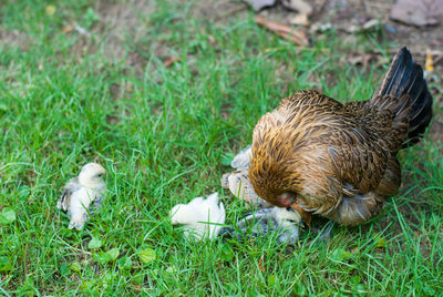 View of a bird on field