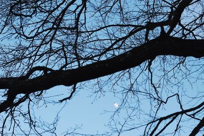 Low angle view of bare tree against clear sky