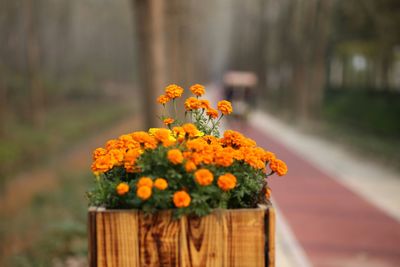 Close-up of yellow flower in pot