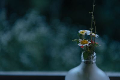 Close-up of white flower in vase