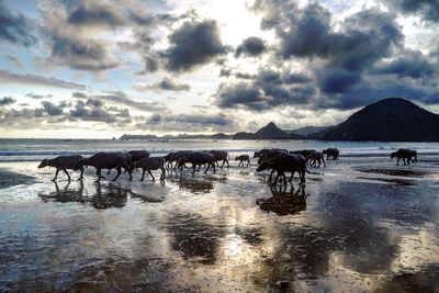 Horses in lake against sky