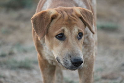 Close-up of stray dog