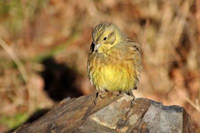 Close-up of bird perching outdoors