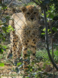 View of a cat on land