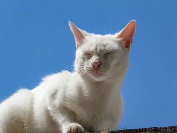 Low angle view of a cat