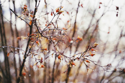 Close-up of cherry blossom tree