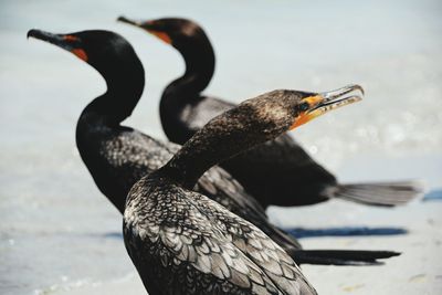 Close-up of cormorant