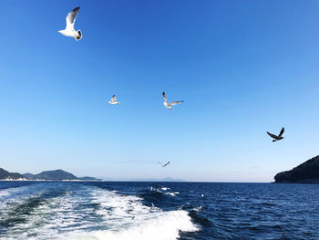 Seagulls flying over sea against clear sky