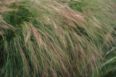 Close-up of wheat field