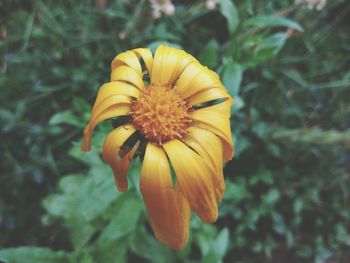 Close-up of yellow flower