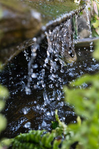 Close-up of raindrops on tree