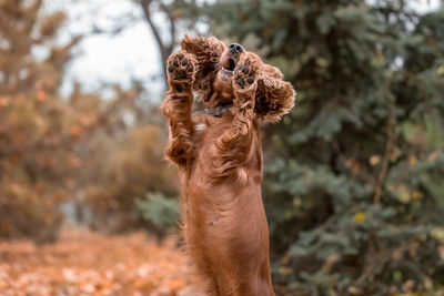 Close-up of dog