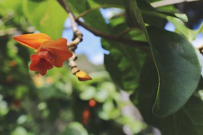 Close-up of flower blooming on tree