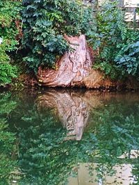 Scenic view of lake in forest