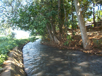 Scenic view of river amidst trees in forest