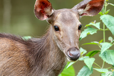 Close-up portrait of a horse