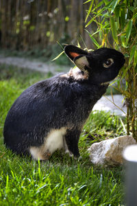 Close-up of cat on grass