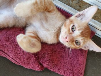 High angle view of cat resting