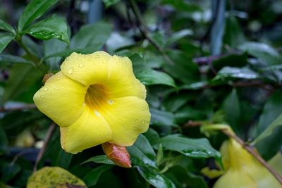 Close-up of yellow flower blooming outdoors