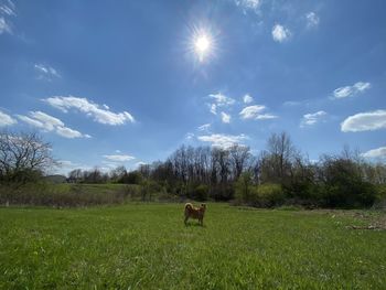 View of dog on field against sky