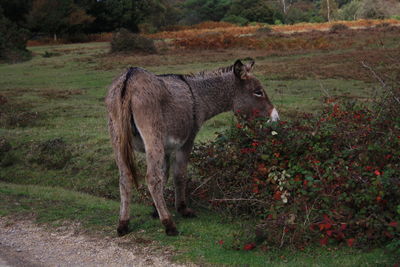 Horse standing in a field