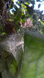 Water drops on spider web