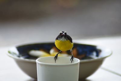 Close-up of bird perching on drinking glass