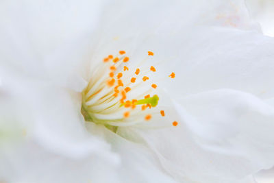 Close-up of white flower in container