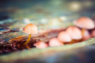 Close-up of mushroom growing on land