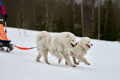White dog running on snow covered land