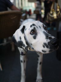 Close-up of dalmatian dog