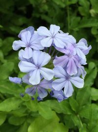 Close-up of purple flowers