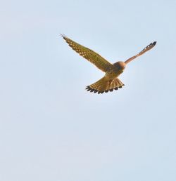 Low angle view of bird flying against clear sky