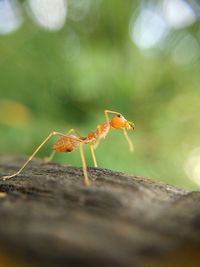 Close-up of ant