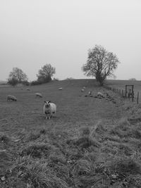 Sheep grazing on grassy field against sky