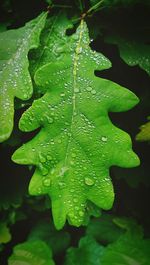 Close-up of water drops on leaf