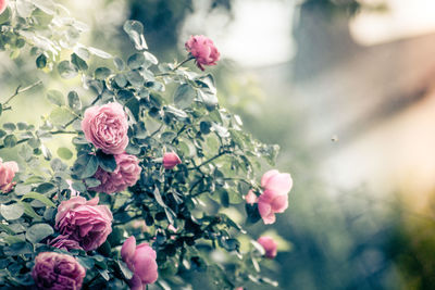 Close-up of pink flowering plant