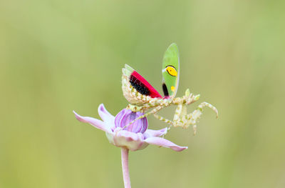 Close-up of butterfly pollinating on flower