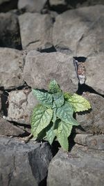 Close-up of plant