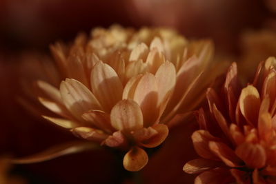 Close-up of flowering plant