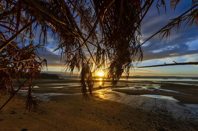 Trees on beach against sky during sunset